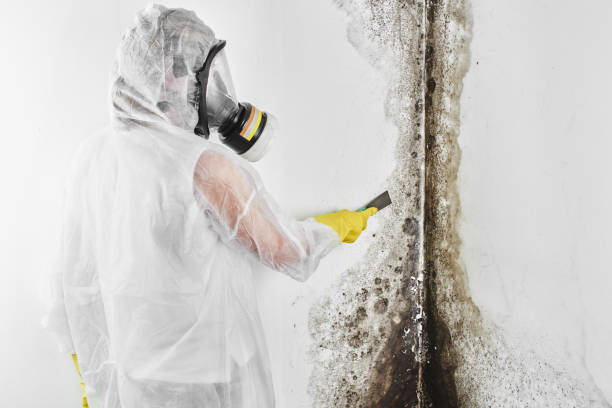 Mold Prevention & Removal